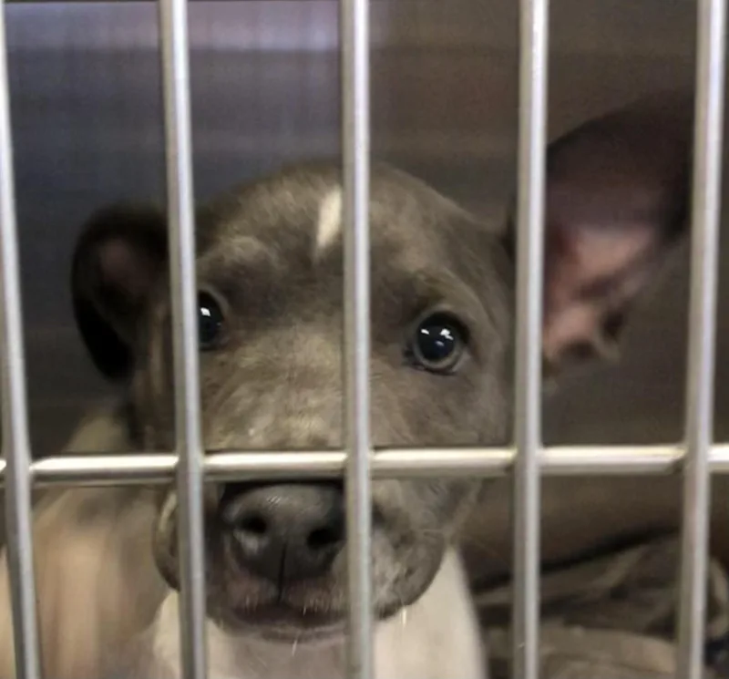 A baby medium-sized female White / Cream Mixed Breed dog named Sassy for adoption in Parma, OH