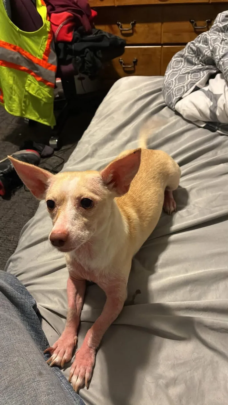 A young small-sized female Apricot / Beige Chihuahua dog named Peaches for adoption in Manhattan, KS