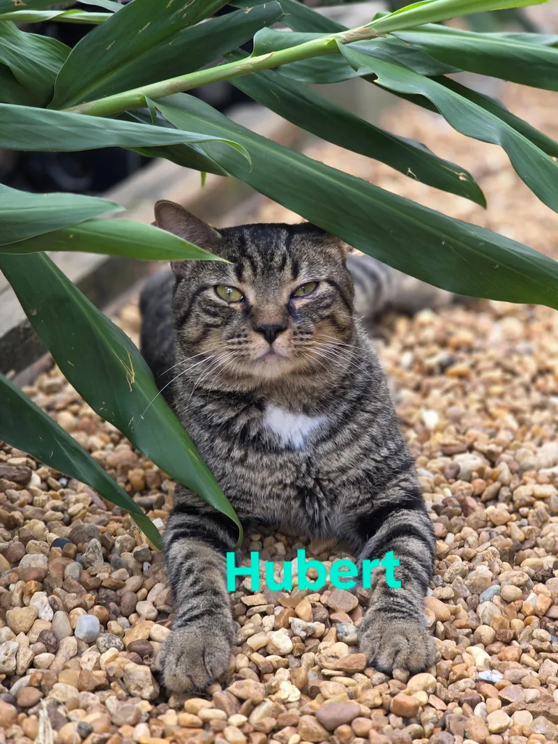 Hubert