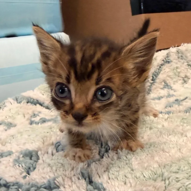 A baby small-sized male Brown / Chocolate Domestic Short Hair cat named Jayden for adoption in Evensville, TN