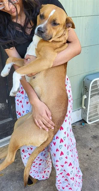 An adult medium-sized female Terrier dog named Daisy for adoption in San Antonio, TX