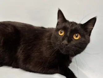 An adult small-sized female Domestic Short Hair cat named Grimmace for adoption in Woodbury, MN