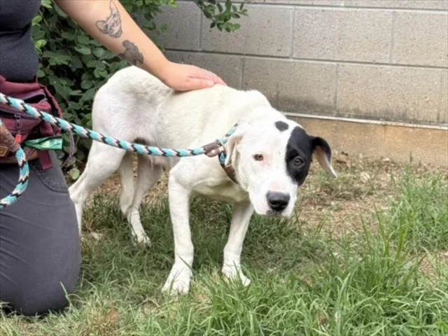 A young medium-sized female American Staffordshire Terrier dog named Pearl for adoption in Chapel Hill, NC