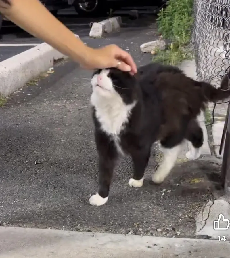 An adult large-sized male Tuxedo cat named Quincy for adoption in Newark, NJ