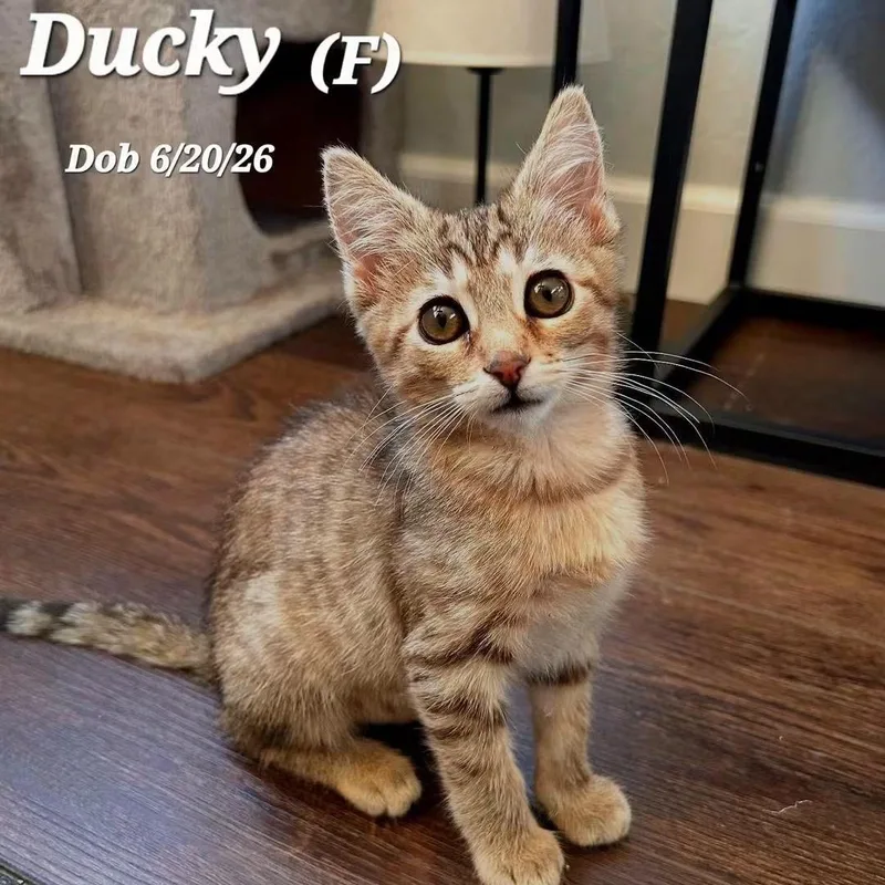 A senior medium-sized female Tabby cat named Ducky for adoption in Concord, CA