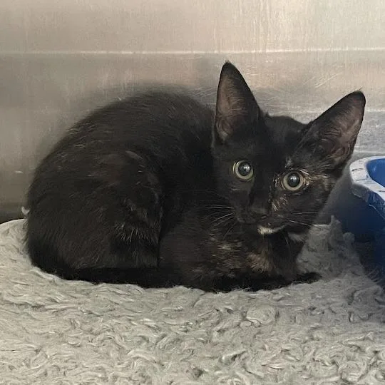 A baby small-sized female Tortoiseshell Domestic Short Hair cat named Neptune for adoption in Port Charlotte, FL