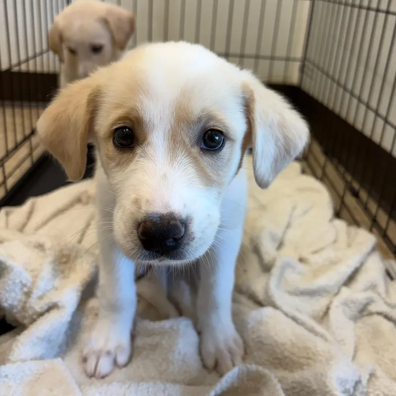 A baby medium-sized female Mixed Breed dog named Wren for adoption in Cumming, GA