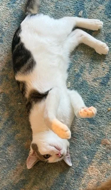 Sterling thumbnail 2