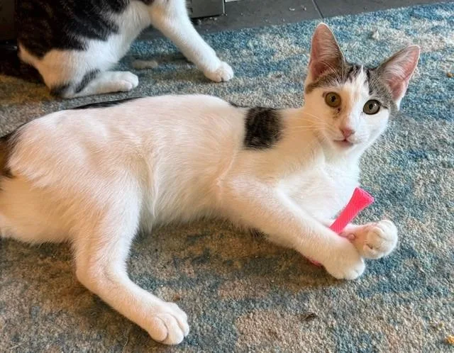 Sterling thumbnail 4