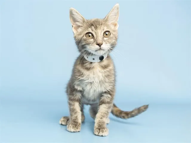 Stella