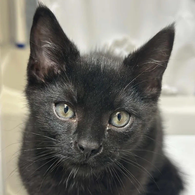 A baby medium-sized male Black Domestic Short Hair cat named Angry Potato for adoption in Richmond, VA