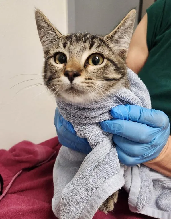 A baby small-sized male Domestic Short Hair cat named Heelys for adoption in Santa Rosa, CA
