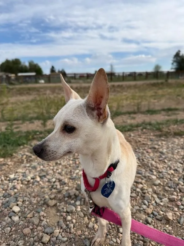 An adult medium-sized female Yellow / Tan / Blond / Fawn Chihuahua dog named Mouse for adoption in Fort Collins, CO
