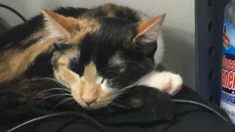 An adult medium-sized female American Shorthair cat named Poppy for adoption in Milbank, SD