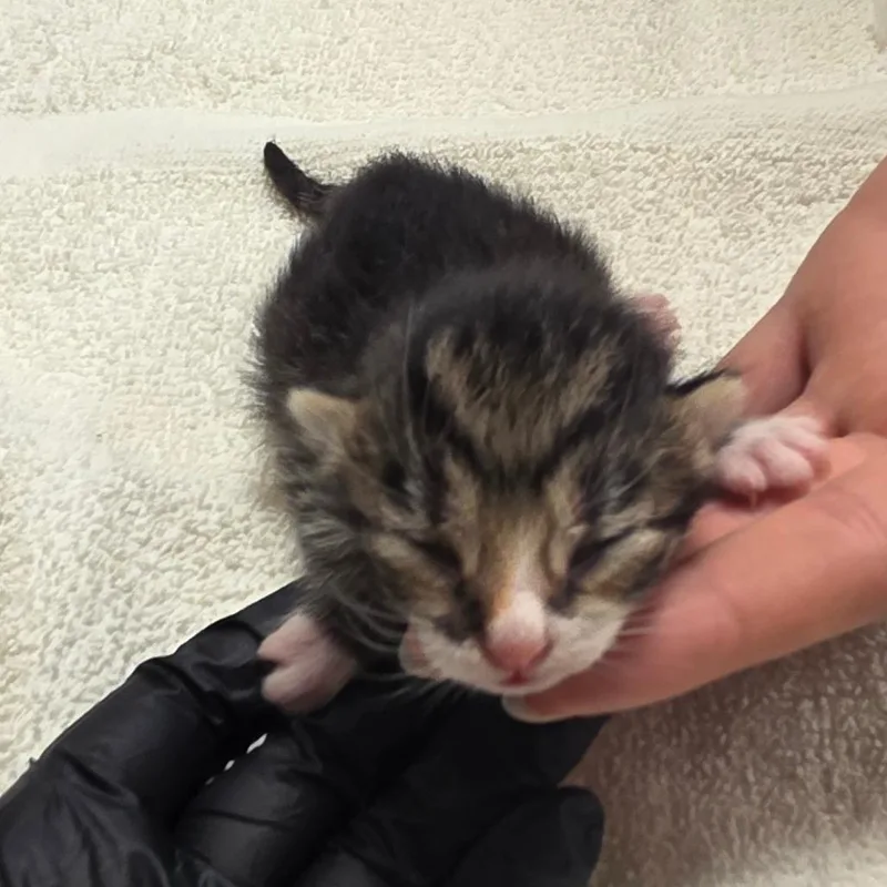 A baby small-sized female Brown / Chocolate Domestic Short Hair cat named Lemonade for adoption in Bristol, IN
