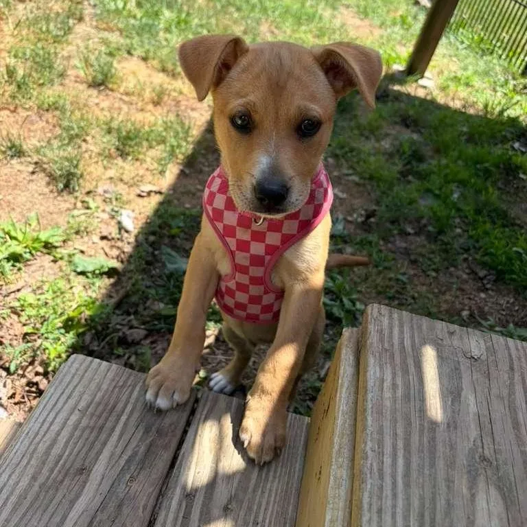 A baby medium-sized female German Shepherd Dog dog named Gia Mae for adoption in Houston, TX
