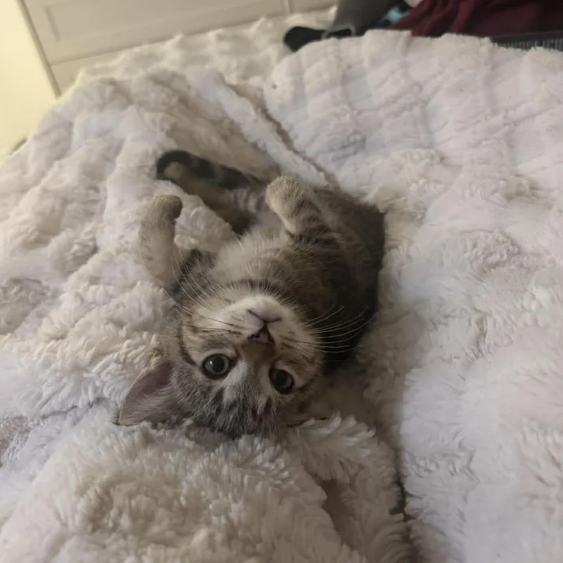 A baby small-sized male Brown / Chocolate Domestic Short Hair cat named Thumper for adoption in Jarrettsville, MD