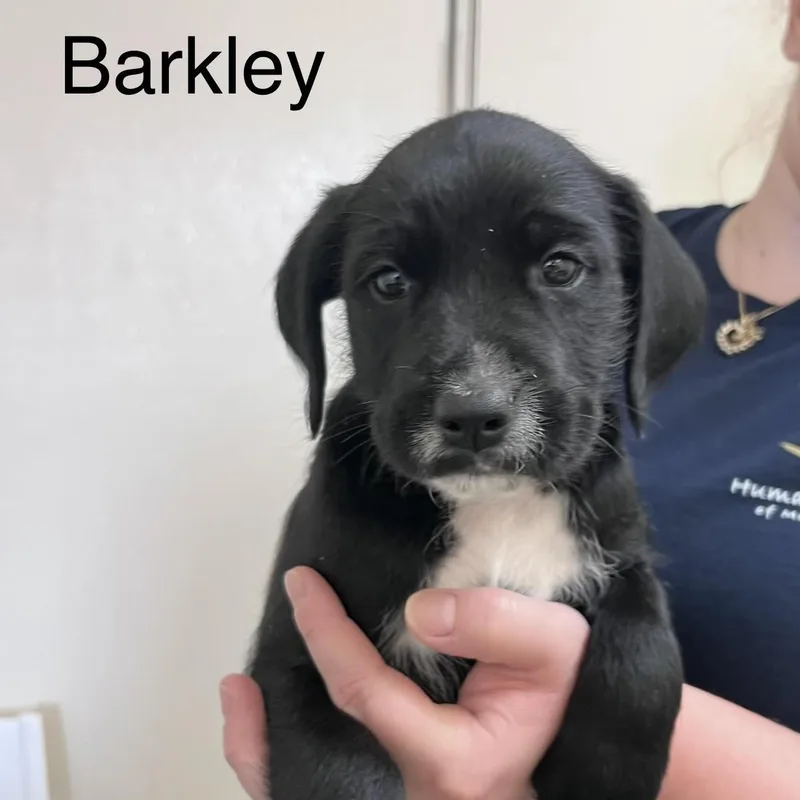 A baby medium-sized male Black Labrador Retriever dog named Barkley @ Prison Program for adoption in West Jefferson, OH