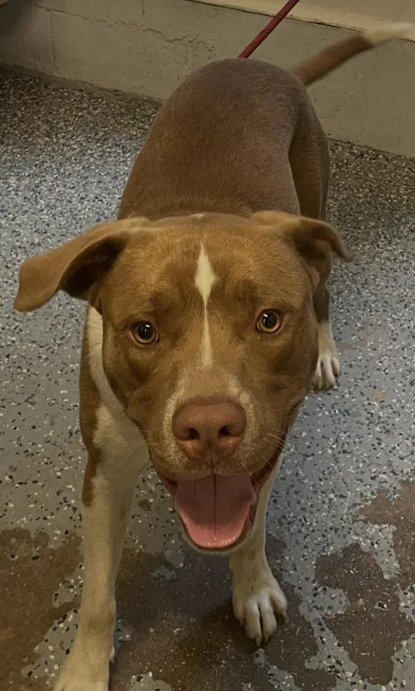 A young large-sized male Pit Bull Terrier dog named Sora for adoption in Mobile, AL