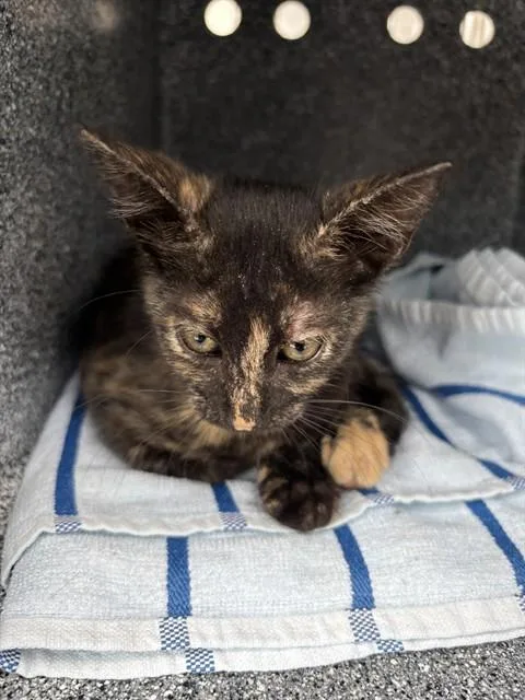 A baby small-sized female Domestic Short Hair cat named Truly for adoption in Naples, FL