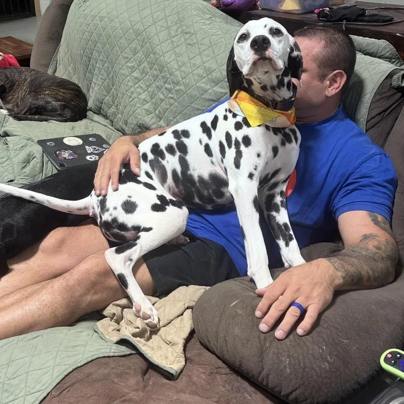 An adult medium-sized male Dalmatian dog named Bruno for adoption in Douglas, GA