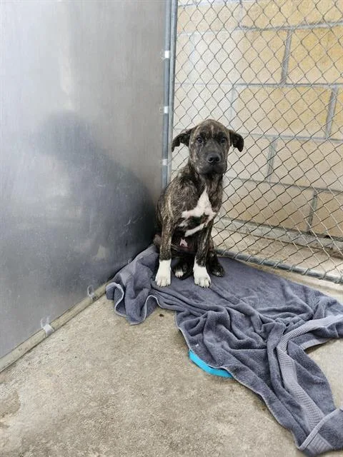 A baby medium-sized male American Staffordshire Terrier dog named A for adoption in San Antonio, TX