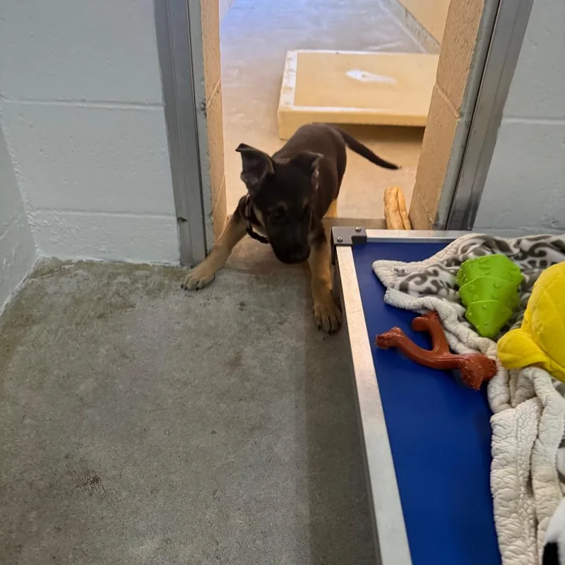 A baby small-sized female Shepherd dog named Jelly for adoption in Buellton, CA