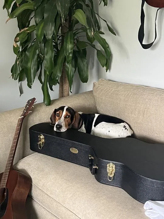 An adult medium-sized female Treeing Walker Coonhound dog named Melly for adoption in Charleston, SC