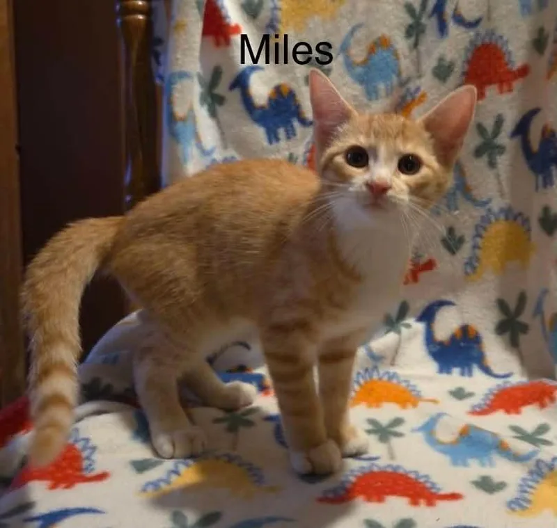 A baby medium-sized male Orange / Red Tabby cat named Miles for adoption in Wyandotte, MI