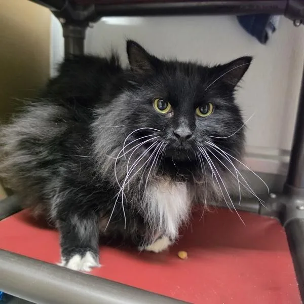 An adult small-sized male Domestic Long Hair cat named Aubrie for adoption in Des Moines, IA