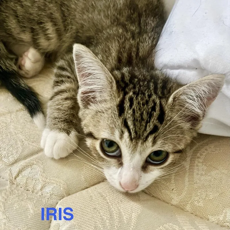 A baby small-sized female Brown / Chocolate Domestic Short Hair cat named Iris for adoption in Westminster, CA