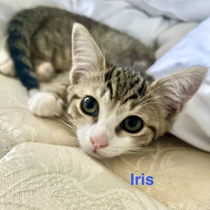 Iris thumbnail 2