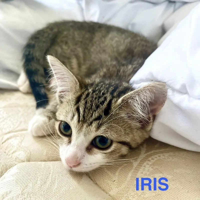 Iris thumbnail 4