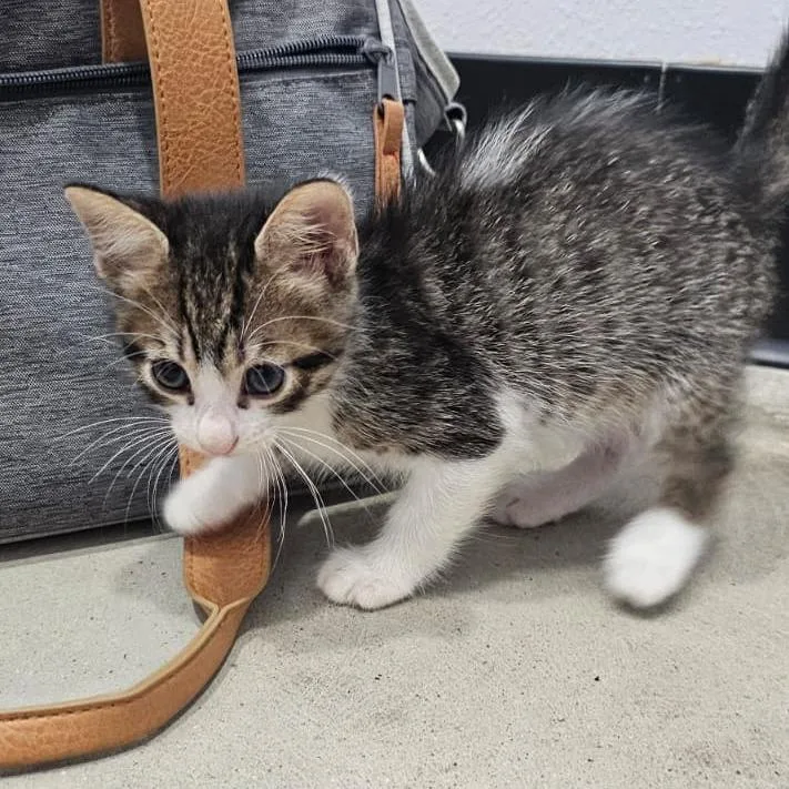 A baby small-sized male Domestic Short Hair cat named Flint for adoption in Harlingen, TX