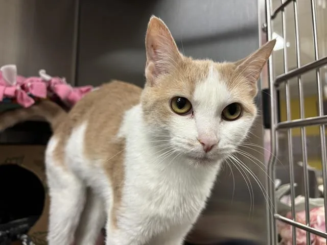 An adult medium-sized female Domestic Short Hair cat named Toffee for adoption in Ames, IA