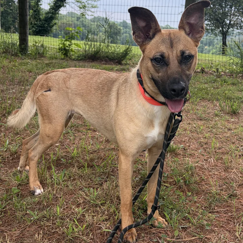 An adult medium-sized female Bicolor German Shepherd Dog dog named Biscuit for adoption in West Grove, PA