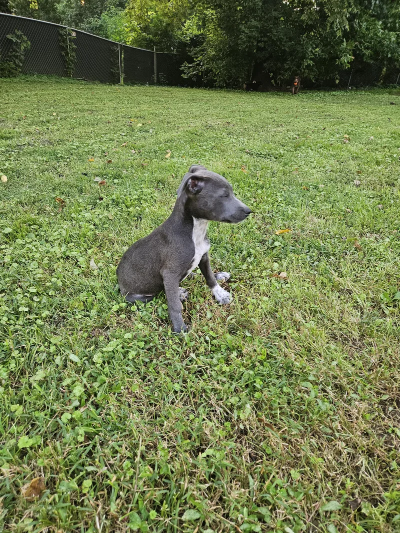 A baby large-sized female Staffordshire Bull Terrier dog named Spirit for adoption in Tracy City , TN