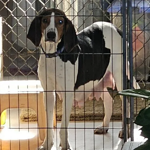 An adult medium-sized female White / Cream Treeing Walker Coonhound dog named Alice for adoption in Melrose, FL