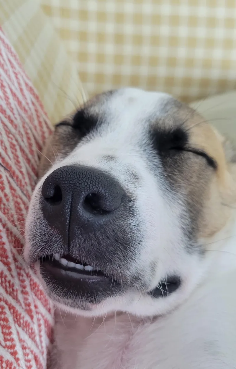 A baby medium-sized male Australian Shepherd dog named Dorsett for adoption in Plano, TX