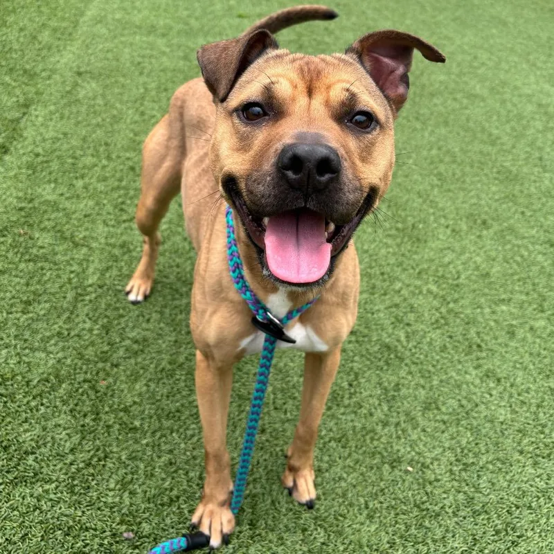 A young small-sized female Mixed Breed dog named Chicken Nugget for adoption in Chattanooga, TN