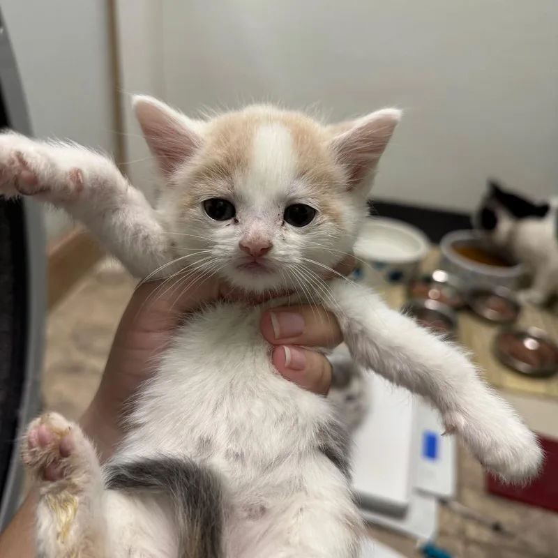 A baby small-sized female White Domestic Short Hair cat named Summer Camp for adoption in Pekin, IL