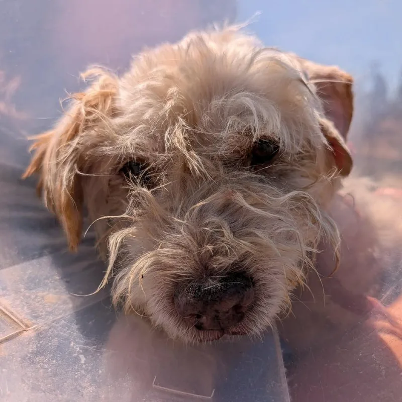 A senior small-sized male White / Cream Terrier dog named Worthington for adoption in Ramona, CA