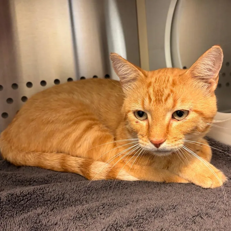 An adult medium-sized male Orange / Red Domestic Short Hair cat named Dorito for adoption in Norman, OK