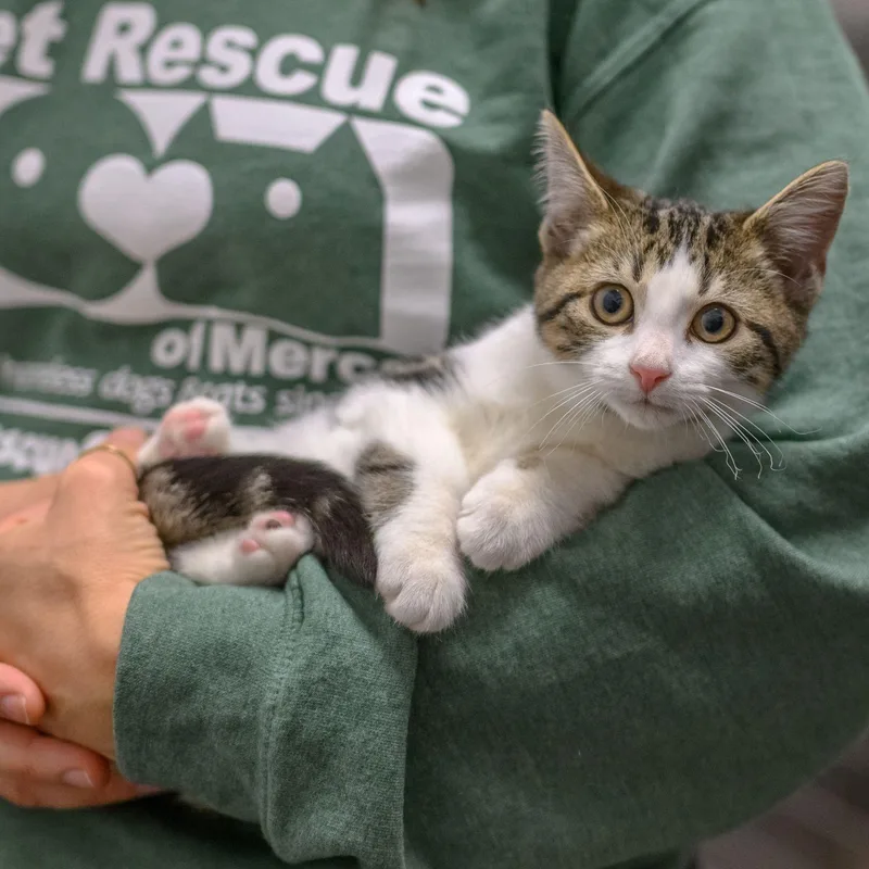 A baby medium-sized female Domestic Short Hair cat named Miso for adoption in Hamilton, NJ