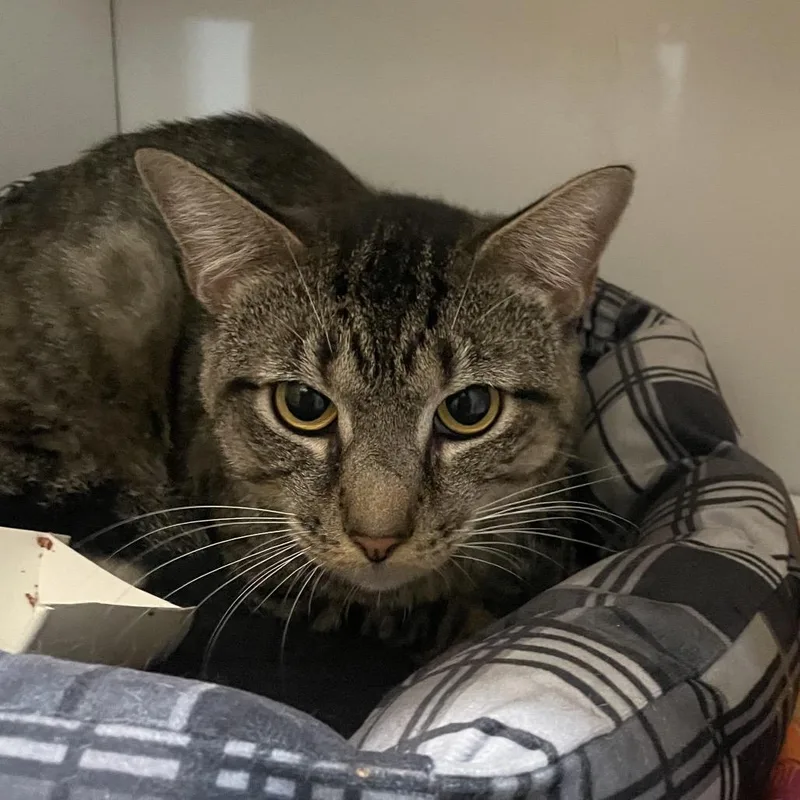 An adult medium-sized male Domestic Medium Hair cat named Bubble Boy for adoption in Chattanooga, TN