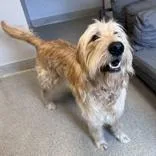 An adult large-sized male Golden Mixed Breed dog named Benji for adoption in Lansing, MI