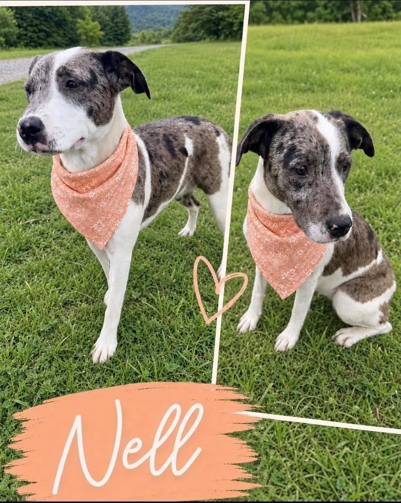 A baby large-sized female Catahoula Leopard Dog dog named Nell for adoption in China Township, MI