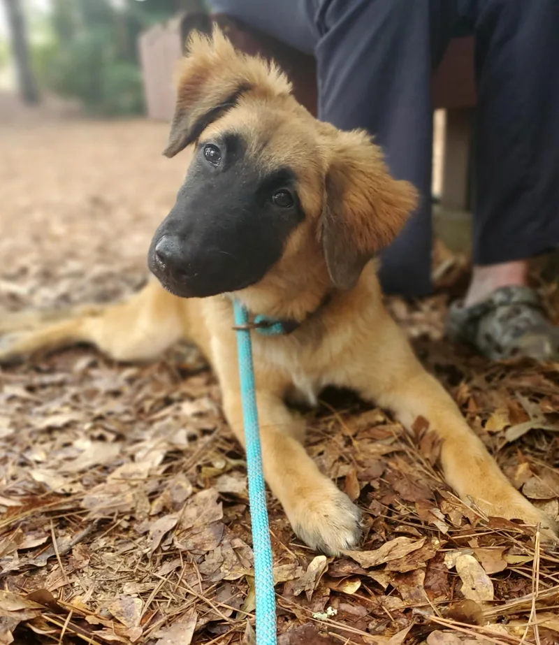 A baby medium-sized female Belgian Shepherd / Malinois dog named Clover for adoption in Gilbert, SC