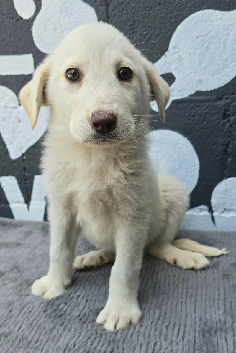 A baby medium-sized female White / Cream Great Pyrenees dog named Abelia for adoption in Newport, TN