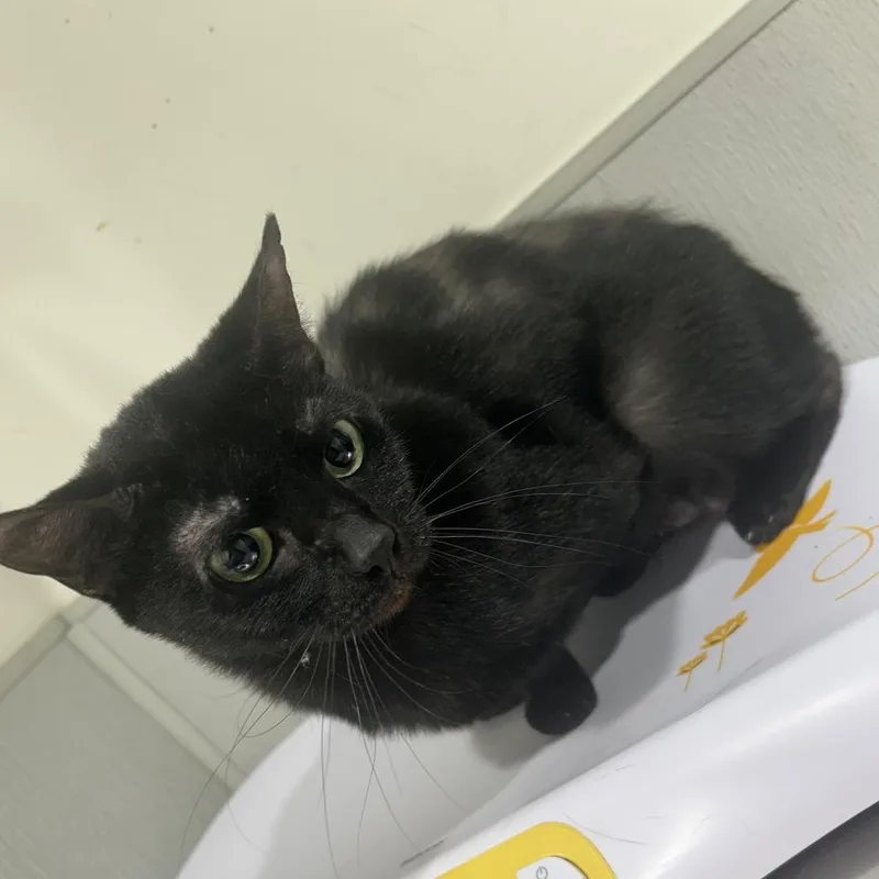 An adult medium-sized female Black Domestic Short Hair cat named Wednesday for adoption in Tampa, FL